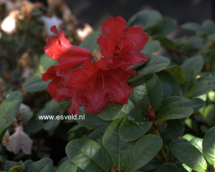 Rhododendron 'Scarlet Wonder'