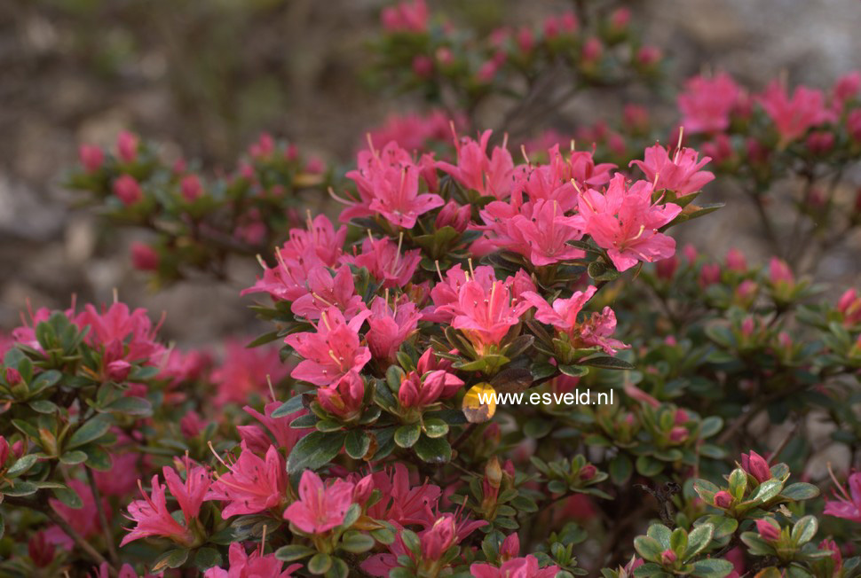 Azalea 'Hinode no taka'