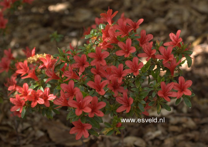 Azalea 'Stefan'