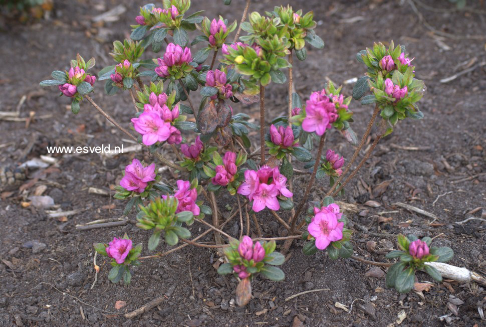 Azalea 'Dretonia'