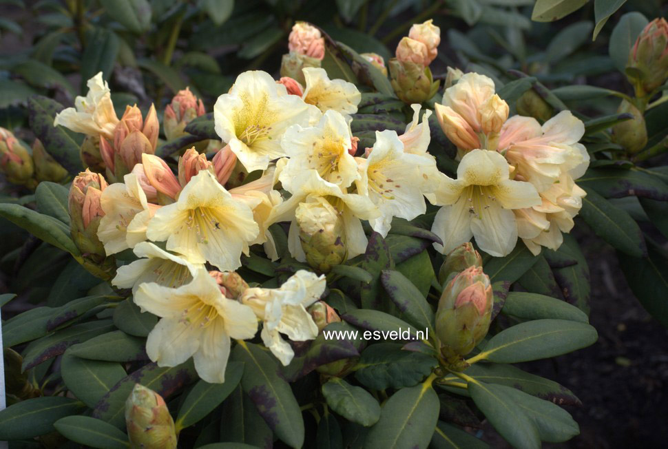 Rhododendron 'Karibia'