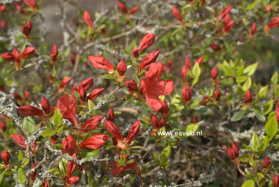 Azalea 'Orange Beauty'