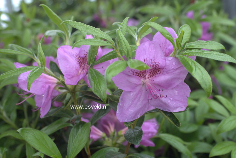 Azalea 'Viking'