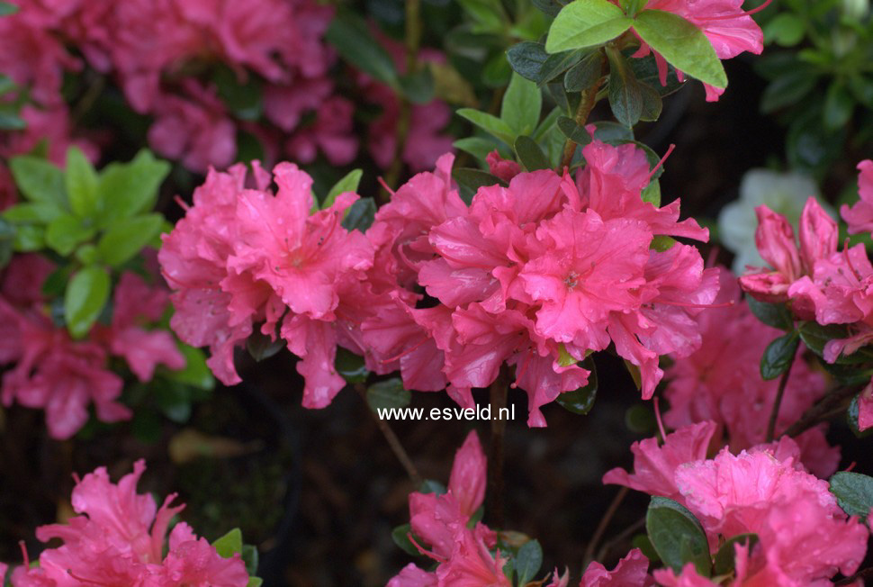 Azalea 'Little Beauty'