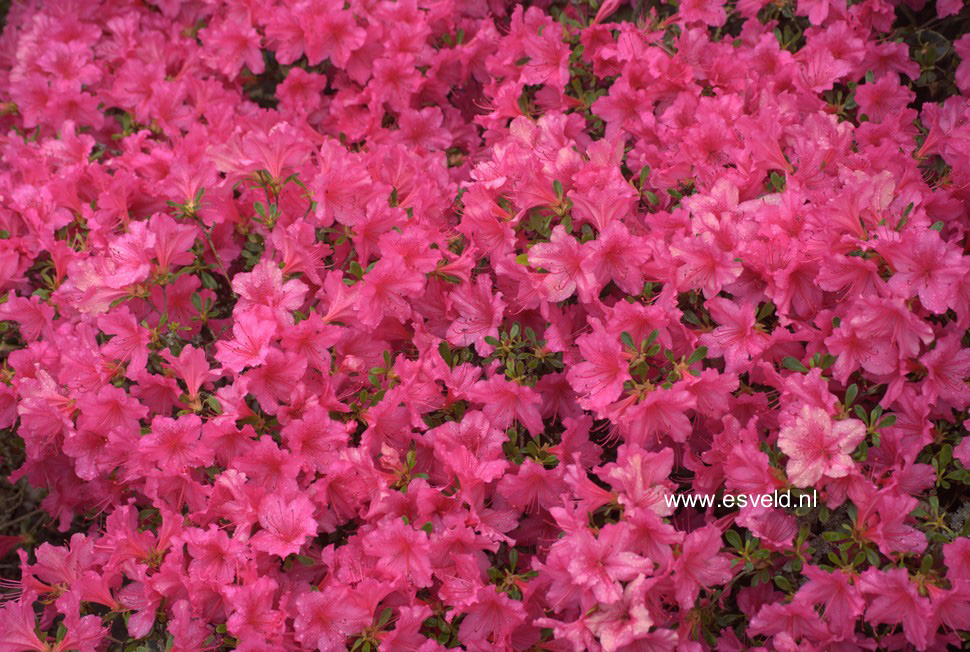 Azalea 'Sakura tsukasa'