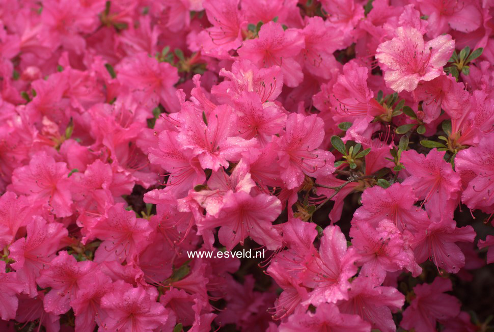 Azalea 'Sakura tsukasa'