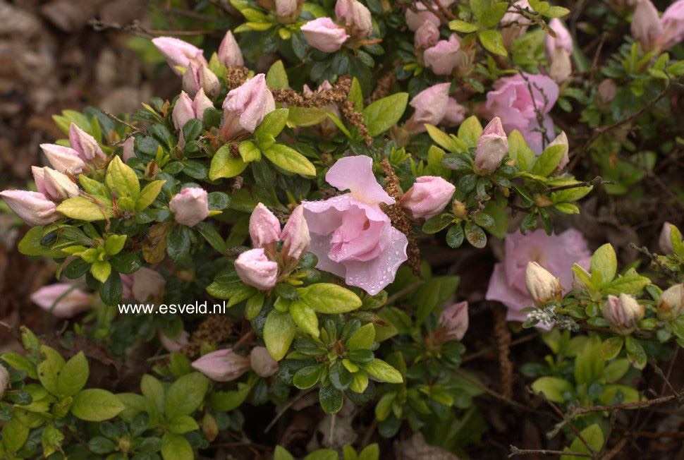 Azalea 'Sirikit'