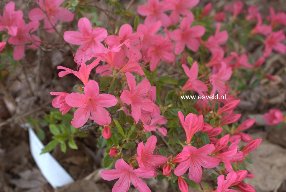 Azalea 'Victorine Hefting'