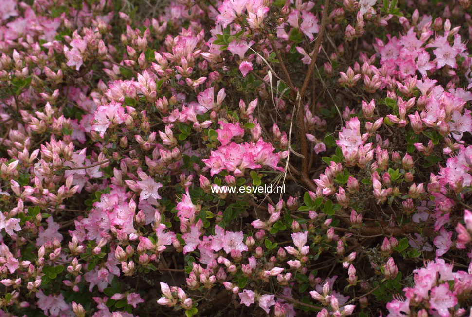 Azalea 'Kome kulshan'