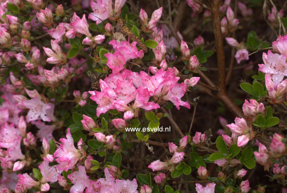 Azalea 'Kome kulshan'