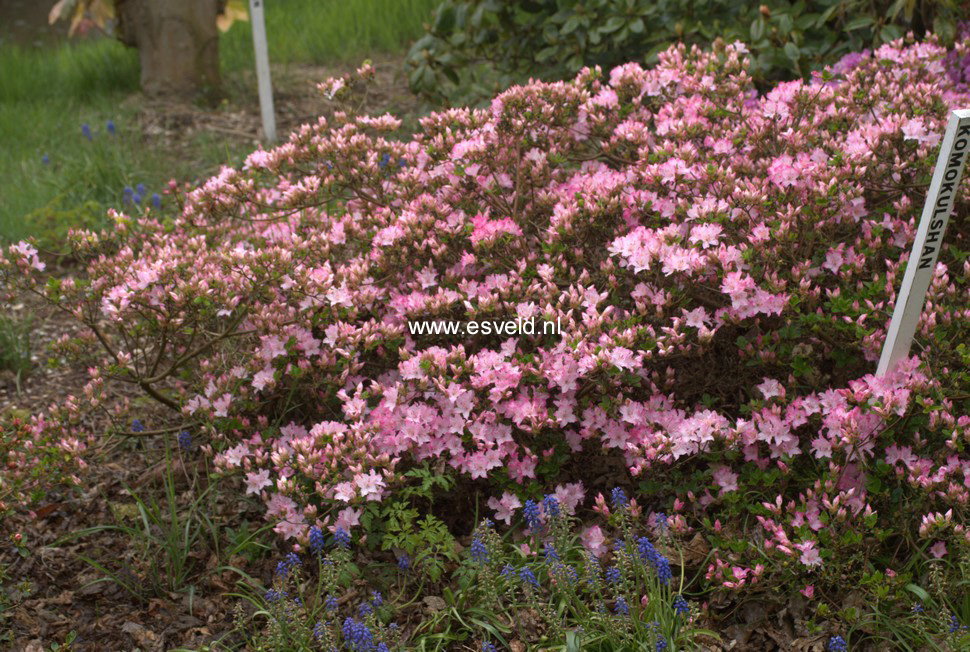 Azalea 'Kome kulshan'