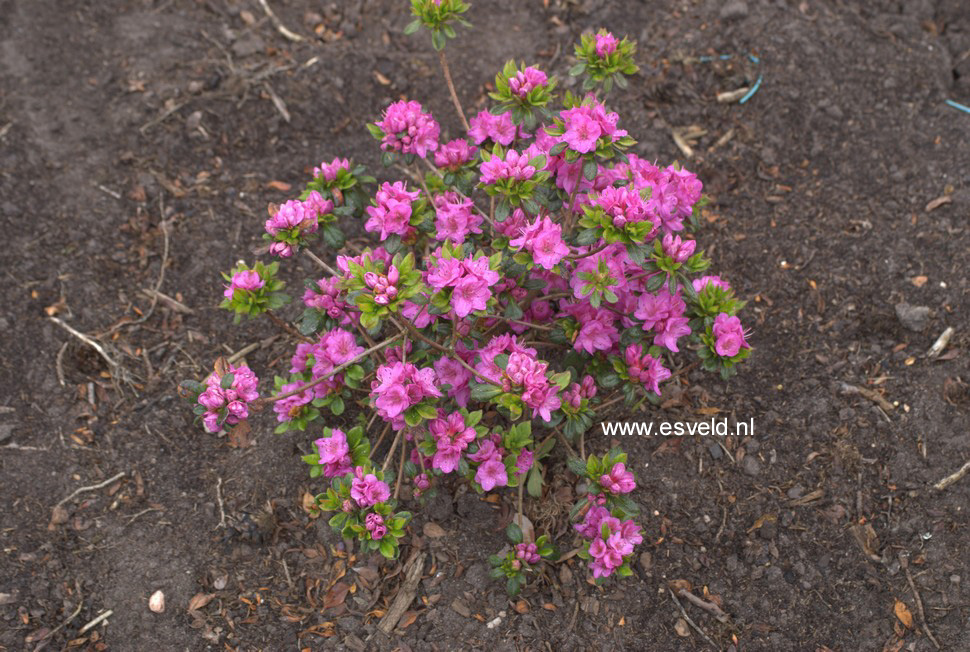 Azalea 'Dretonia'