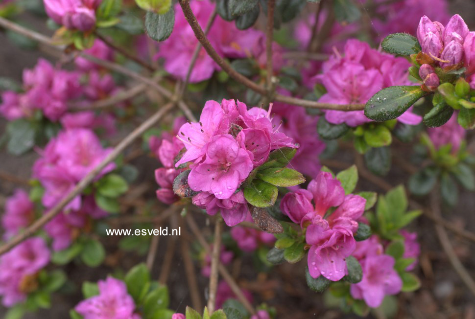 Azalea 'Dretonia'