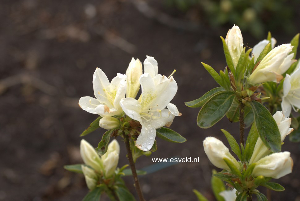 Azalea 'White Lady'