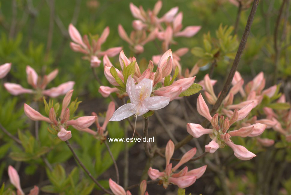 Azalea 'White Lights'