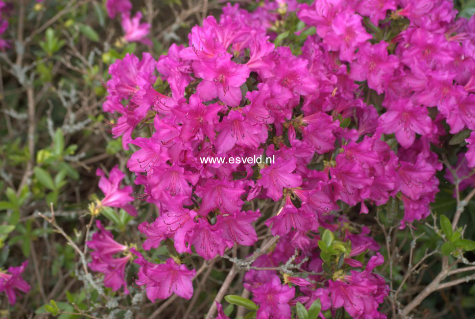 Azalea 'Blue Danube'