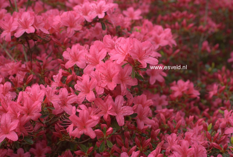 Azalea 'Victorine Hefting'