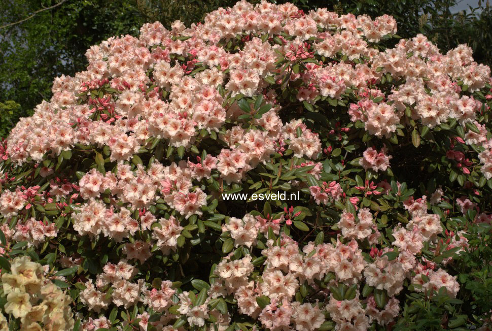 Rhododendron 'Virginia Richards'