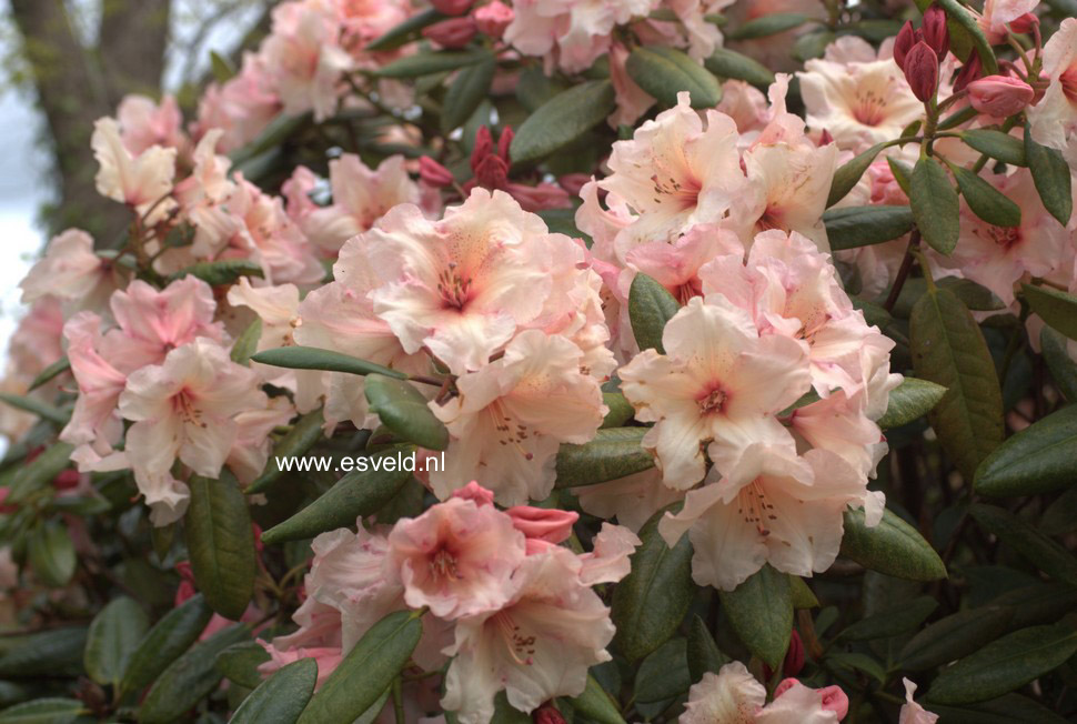 Rhododendron 'Virginia Richards'