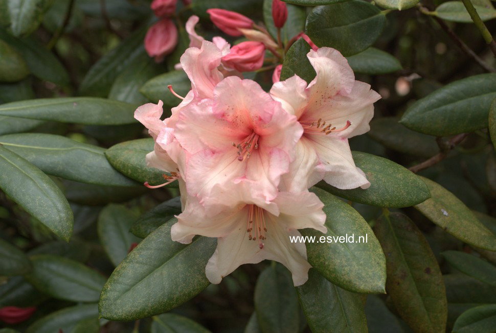 Rhododendron 'Virginia Richards'