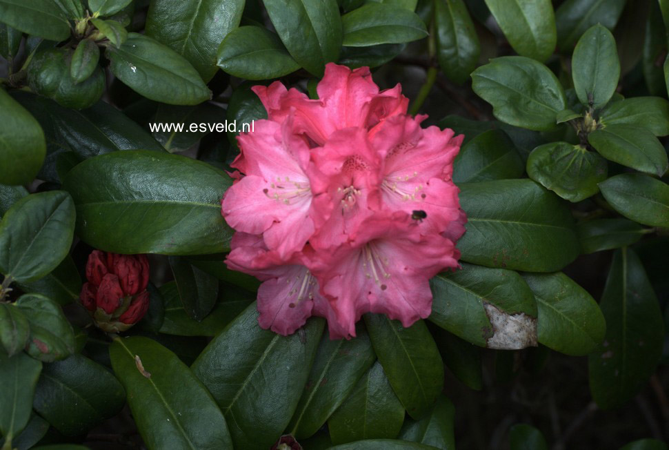 Rhododendron 'Rendezvous'