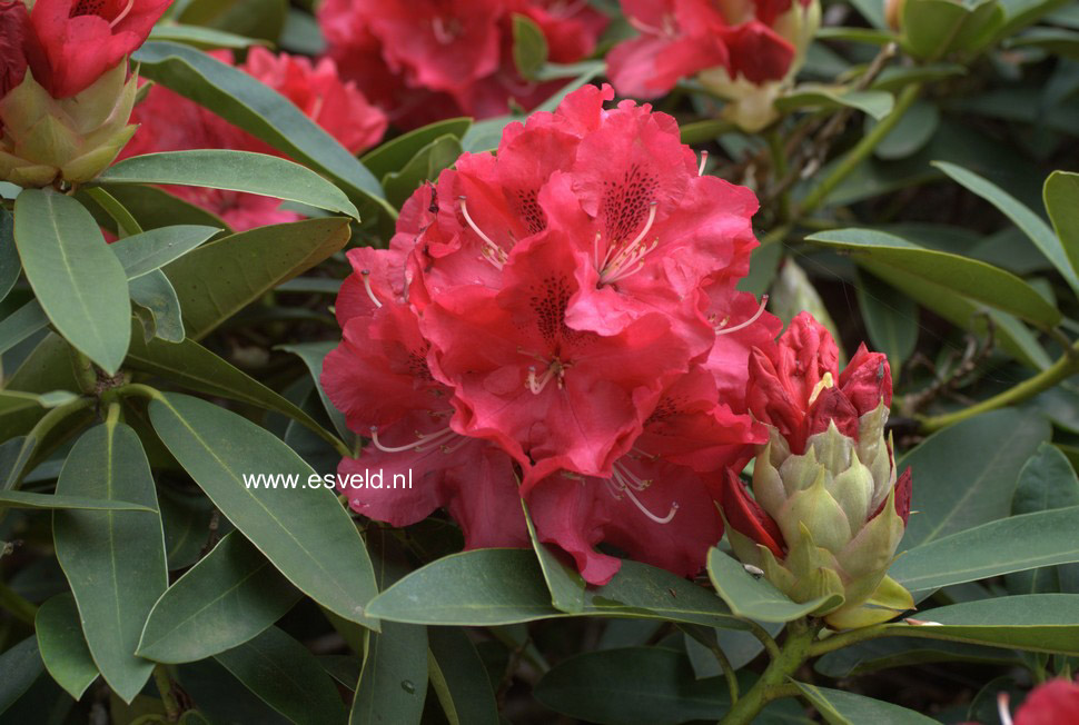 Rhododendron 'Wilgens Ruby'
