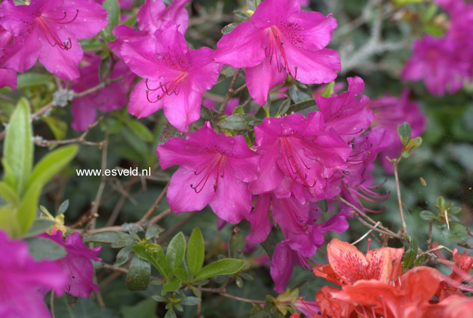 Azalea 'Blue Danube'