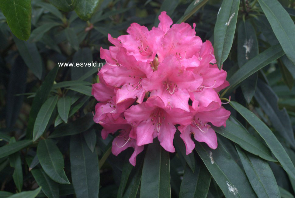 Rhododendron 'Rosa Perle'