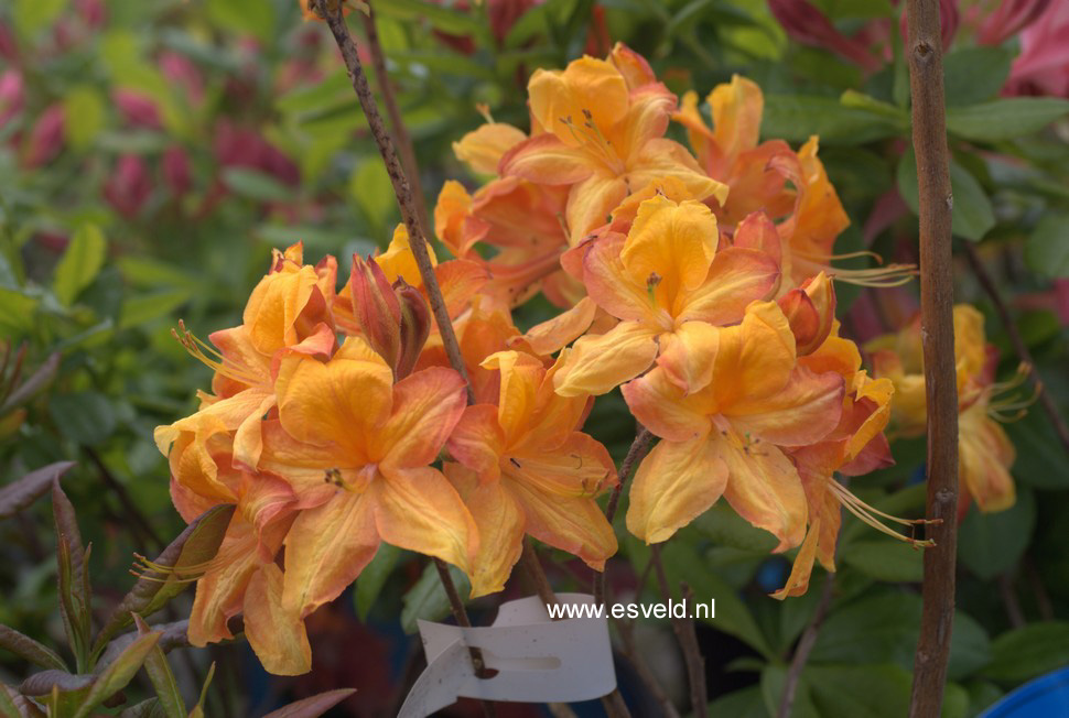 Azalea 'Golden Eagle'