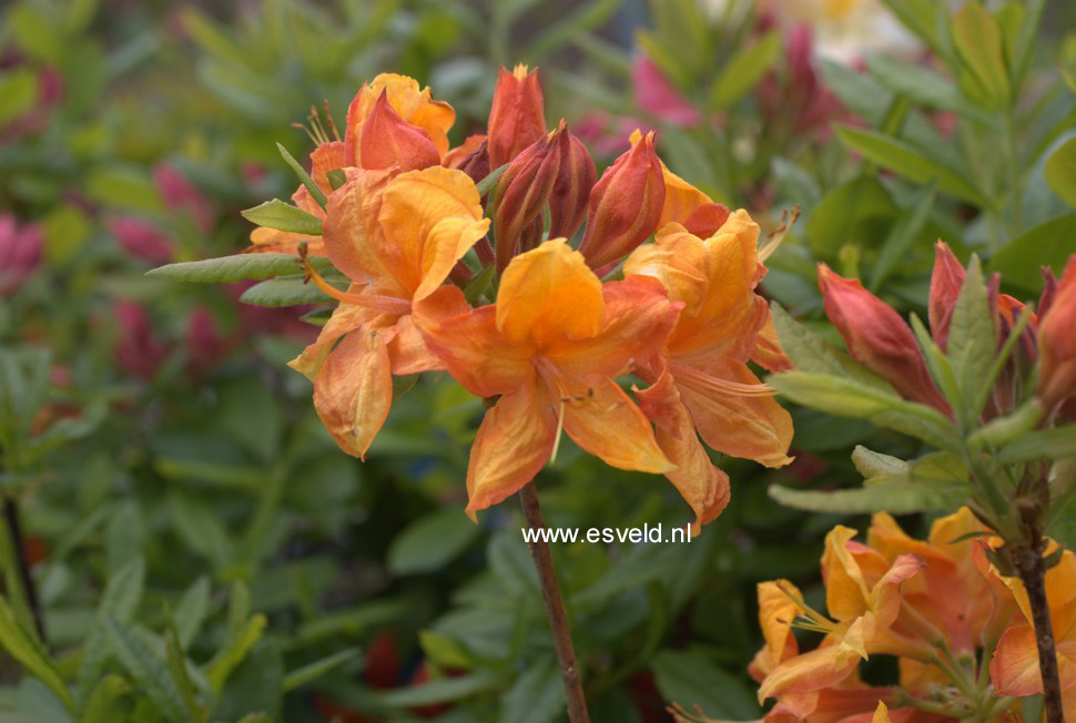 Azalea 'Golden Eagle'