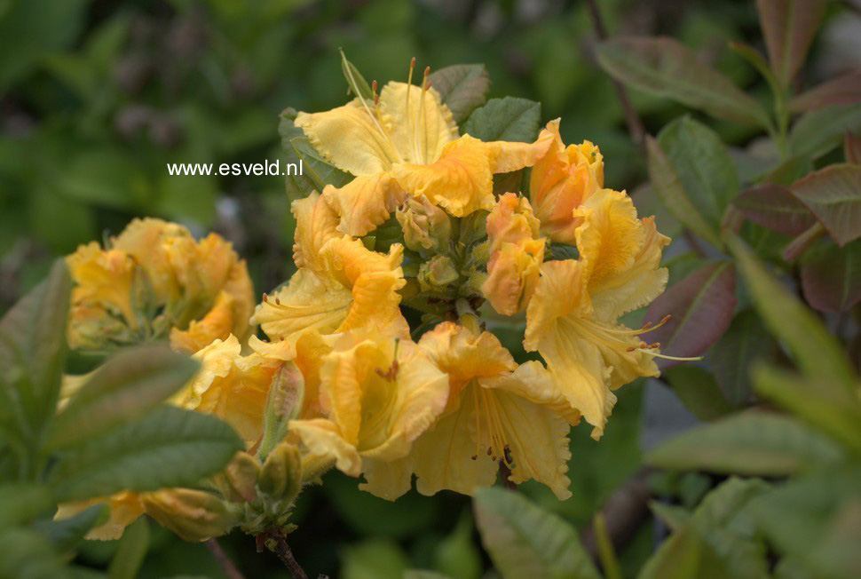 Azalea 'Oriental Queen'