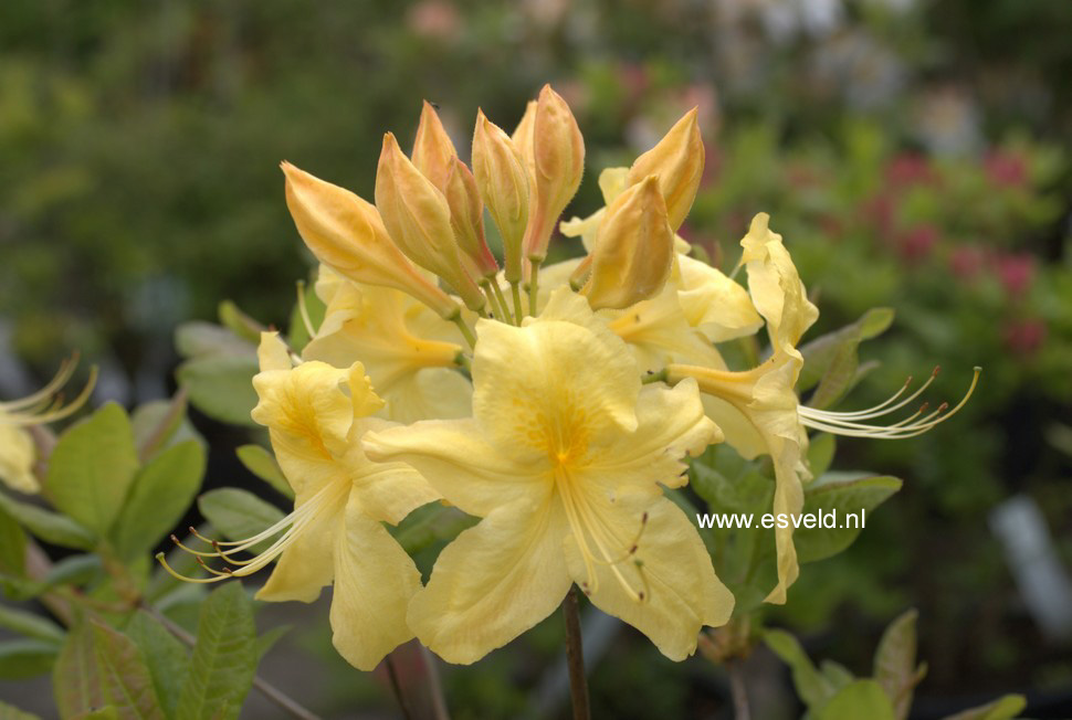 Azalea 'Anneke'