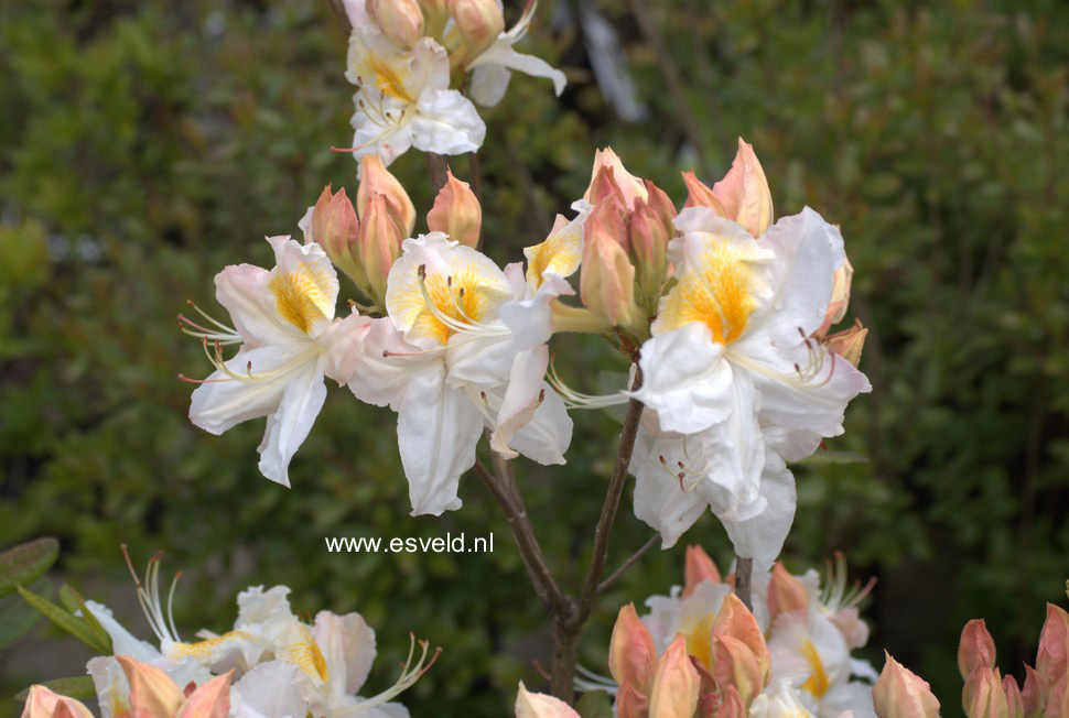 Azalea 'Schneegold'