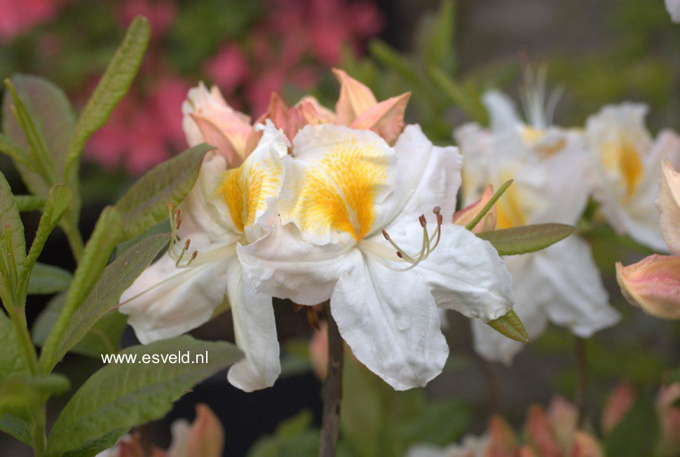 Azalea 'Schneegold'