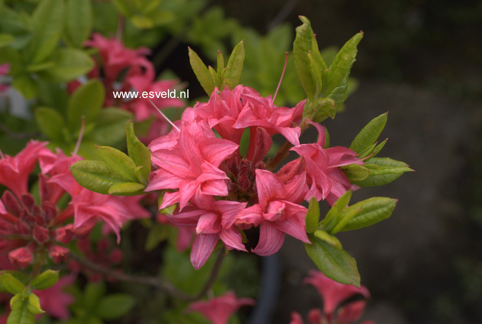 Azalea 'Homebush'