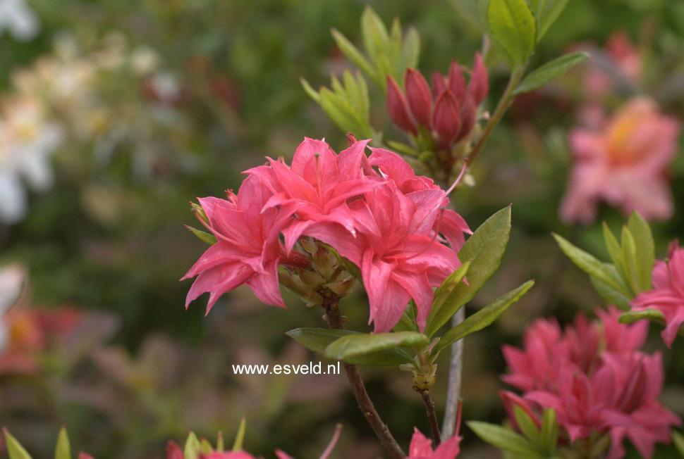 Azalea 'Homebush'