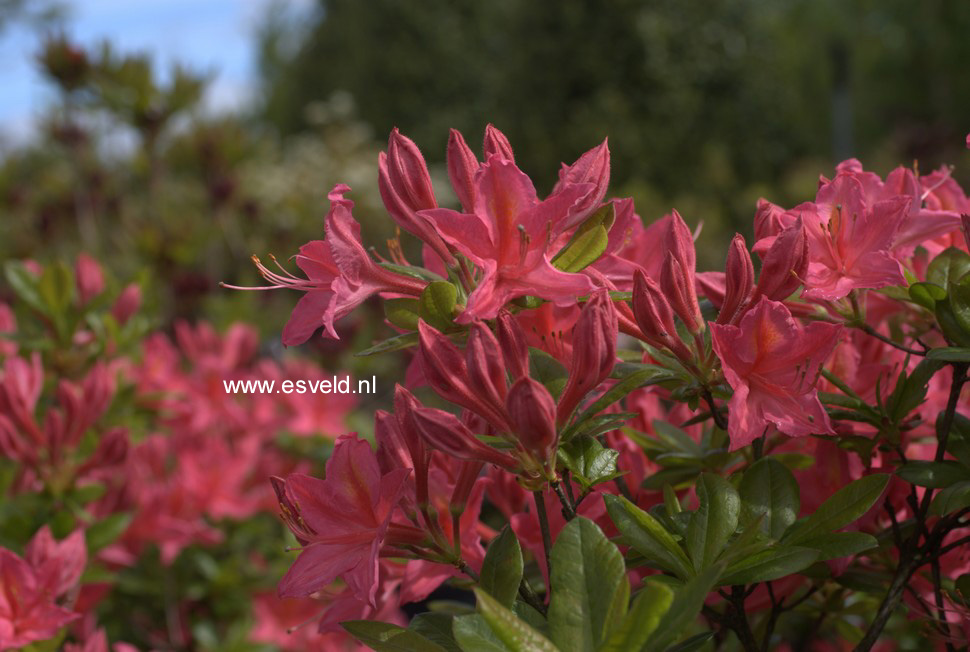 Azalea 'Jolie Madame'