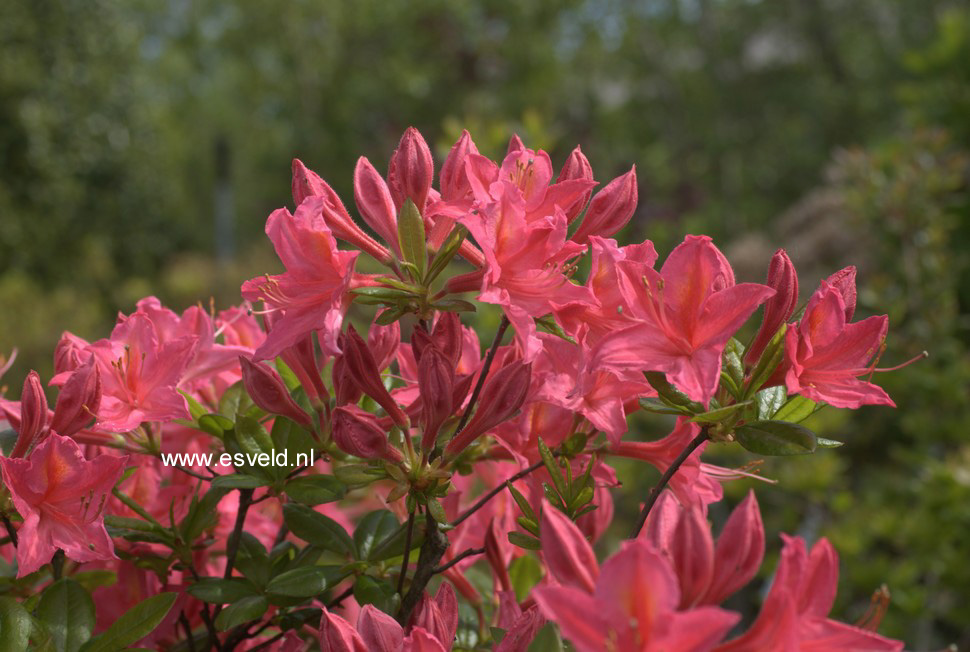 Azalea 'Jolie Madame'