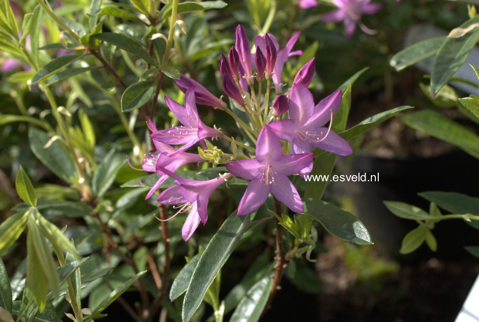 Rhododendron 'Fragrans'