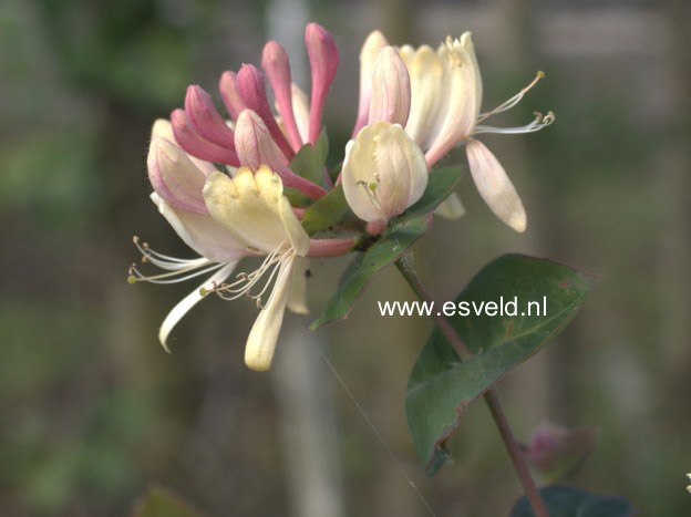 Picture and description of Lonicera caprifolium 'Inga