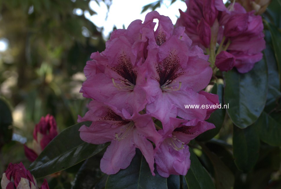 Rhododendron 'Ben Moseley'