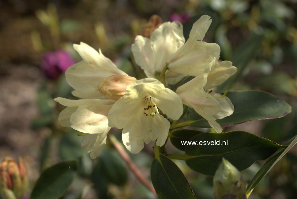 Rhododendron 'Stadt Westerstede'