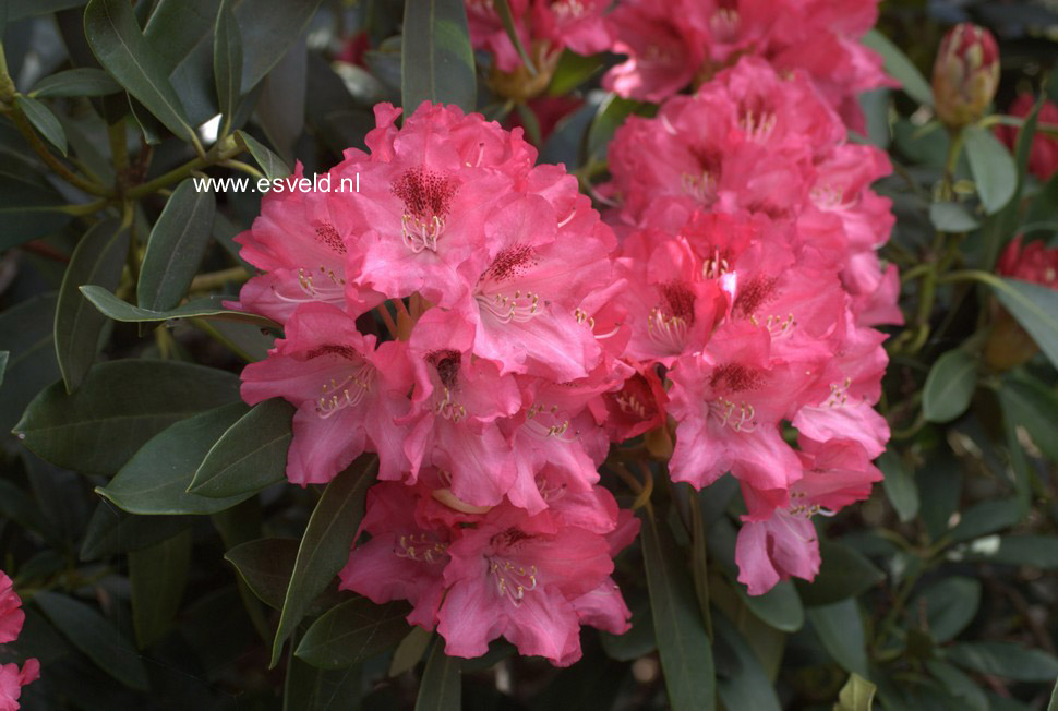 Rhododendron 'Sneezy'