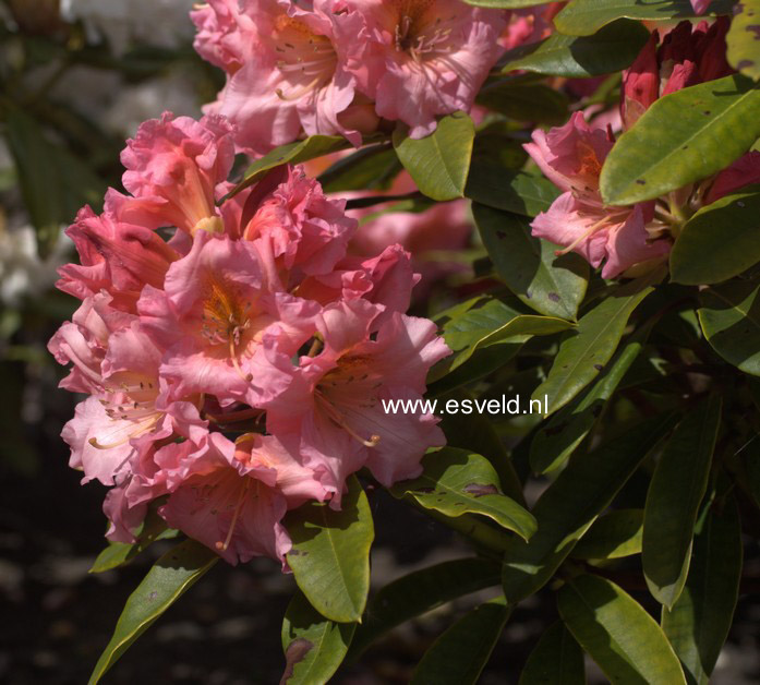 Rhododendron 'Orange Girl'