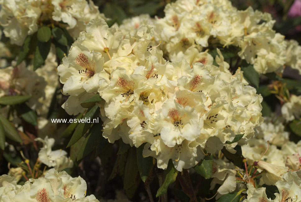 Rhododendron 'Mrs. Betty Robertson'