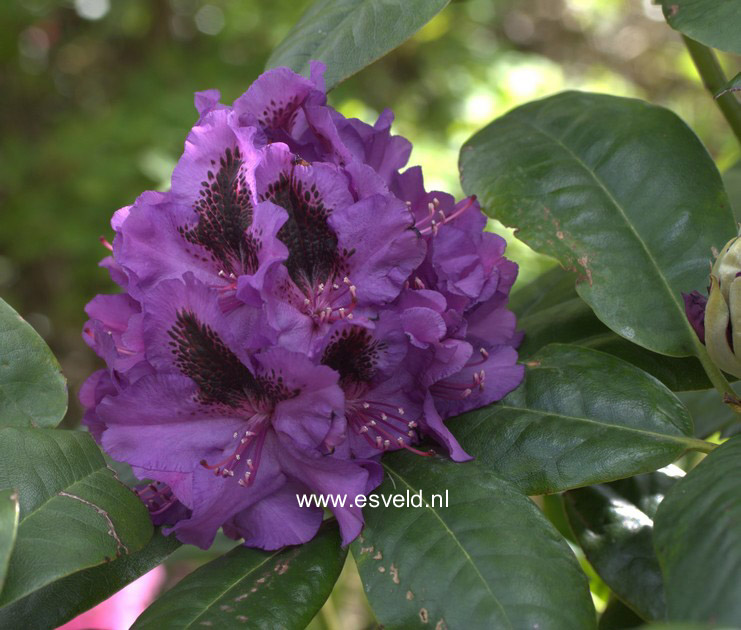 Rhododendron 'Peter Alan'