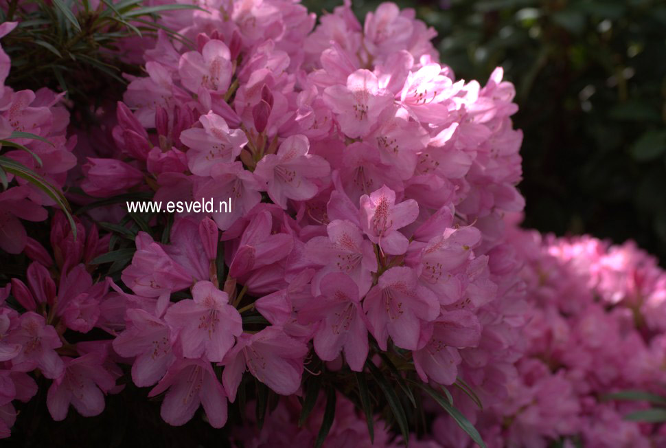 Rhododendron ponticum 'Graziella'