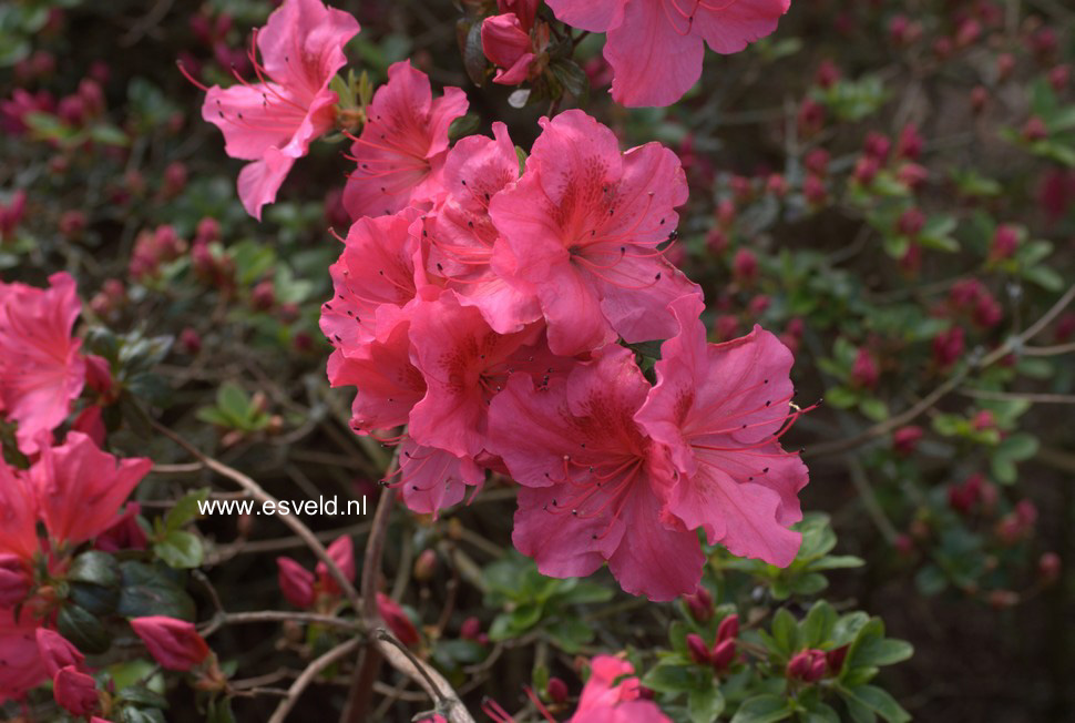 Azalea 'Vuyk's Rosyred'