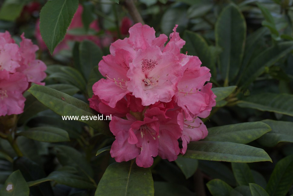 Rhododendron 'Fantastica'