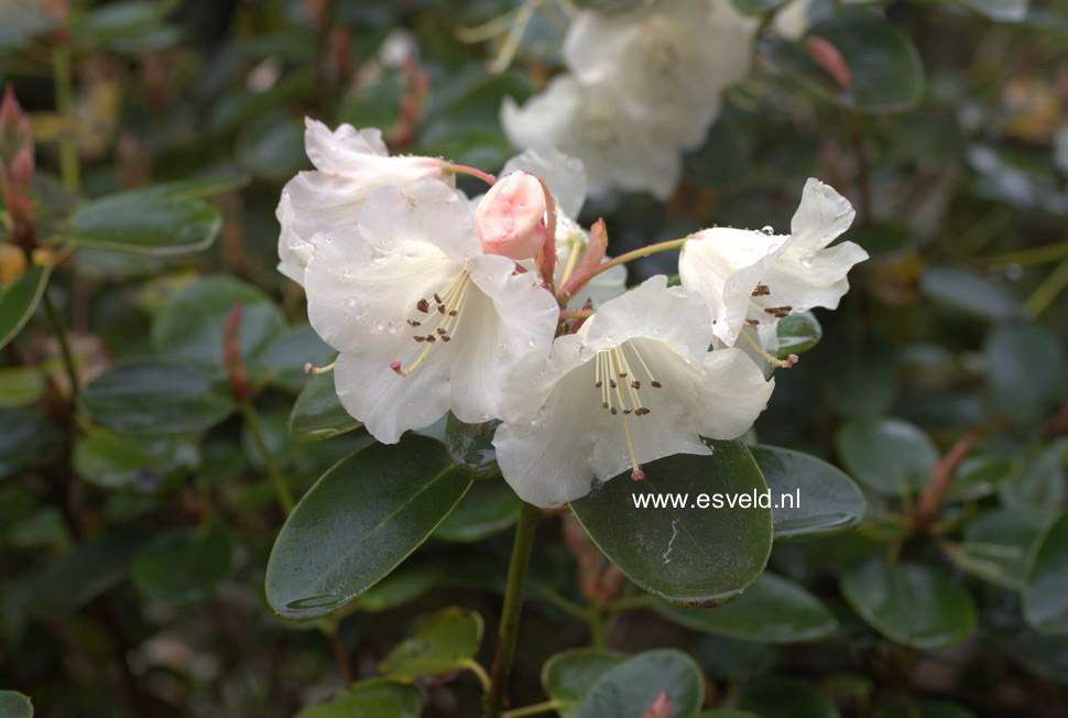 Rhododendron 'Cowslip'